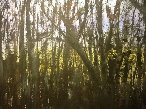 Last sunset through the trees before hidden by the leaves